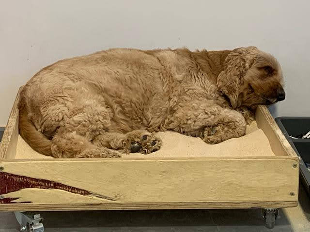 Sleep time for Cookie the therapy dog.