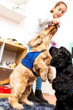 animal assisted therapy melbourne